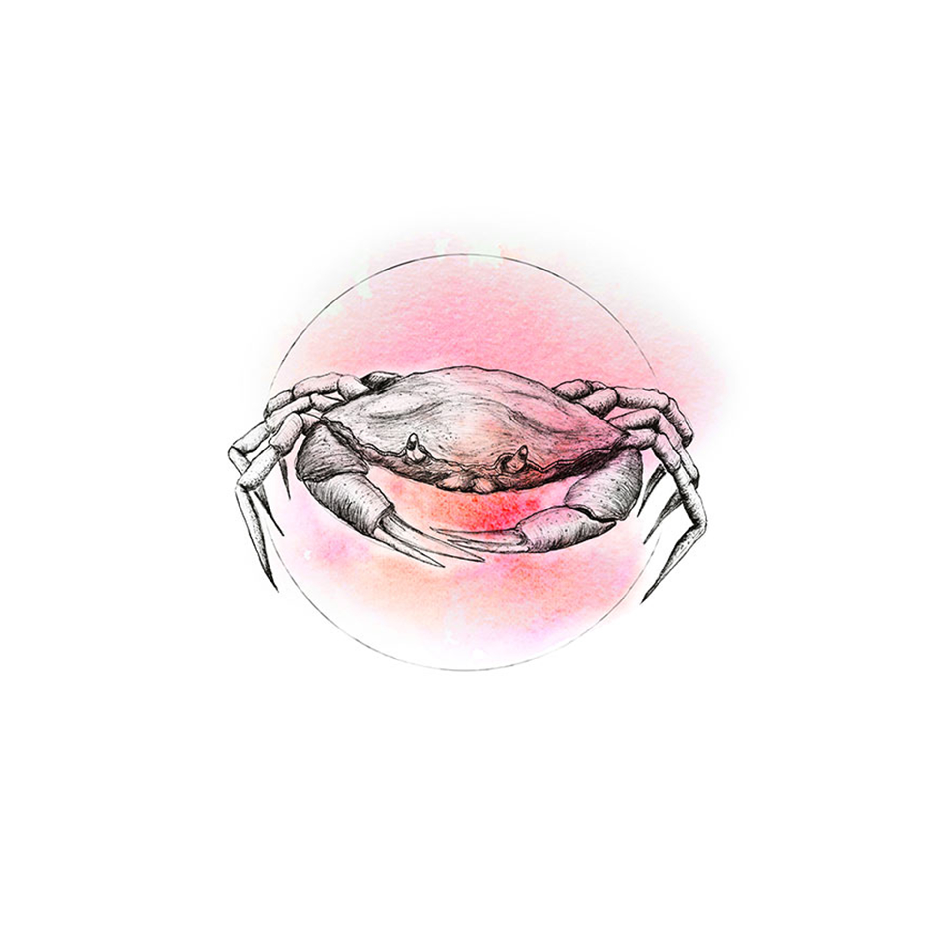 Wandbild CRAB WATERCOLOR - schwarz-weiß-rosa - 50x70 cm