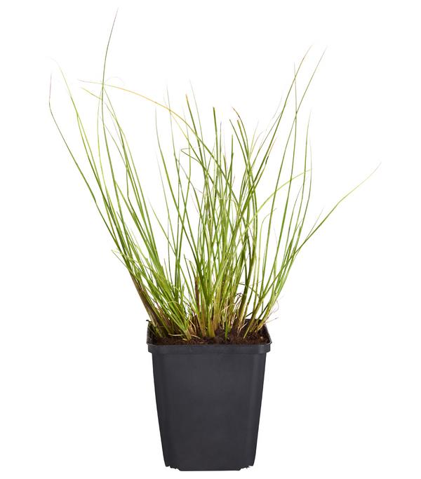 Bio Lampenputzergras 'Hameln'