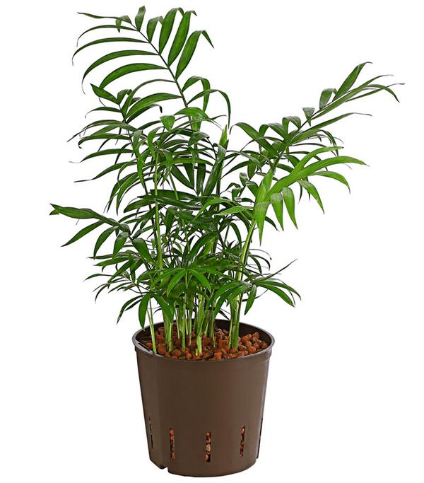 Bergpalme - Chamaedorea elegans, Hydrokultur