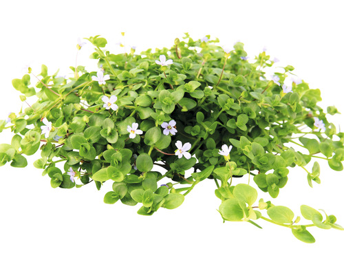 Australische Bacopa - Bacopa australis
