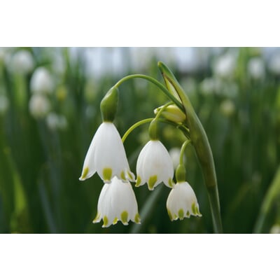 Blumenzwiebeln Sommerknotenblume 'Gravetye Giant'