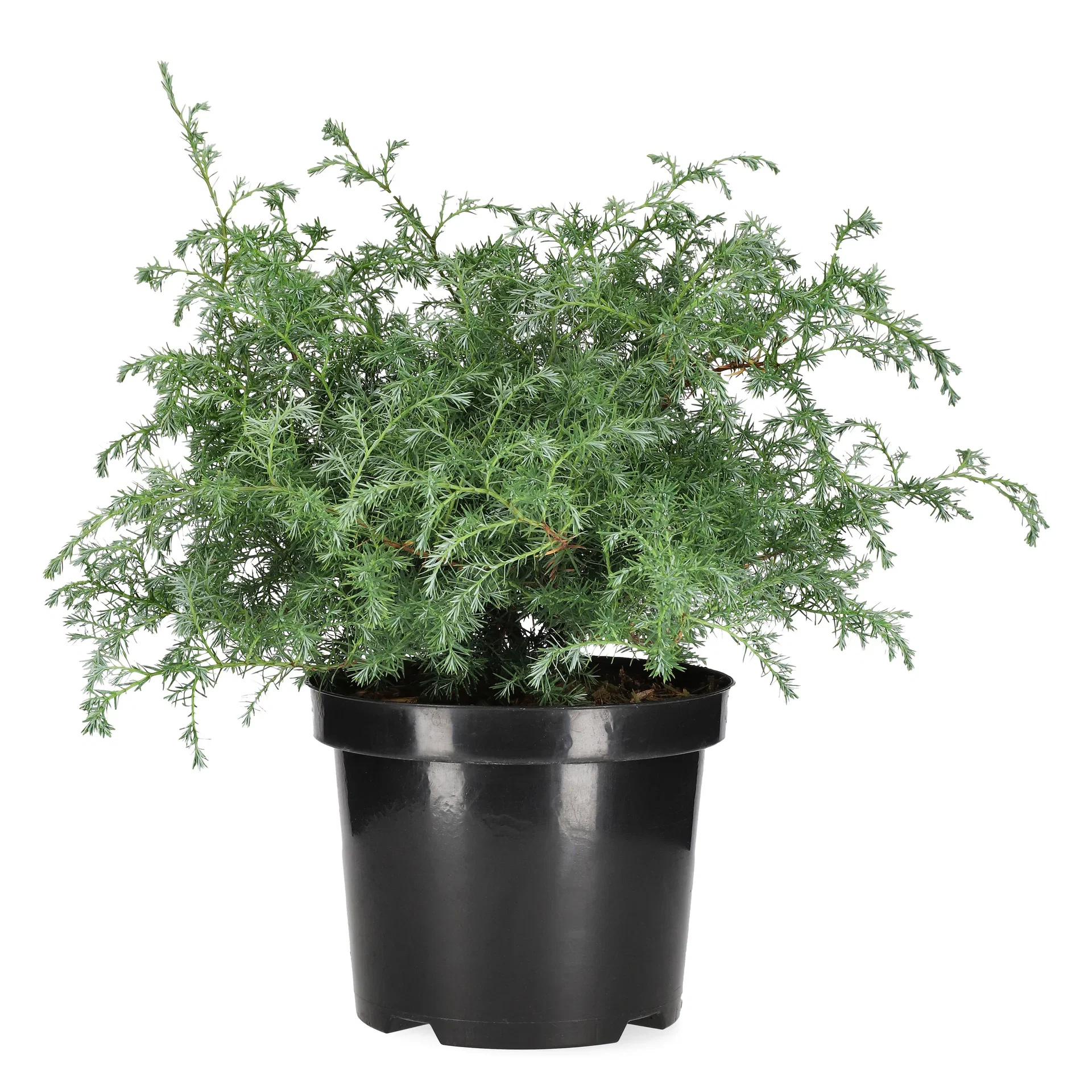 Chamaecyparis p. 'Squarrosa' 19 cm Krus-sypress 'Squarrosa' Høyde 55 cm