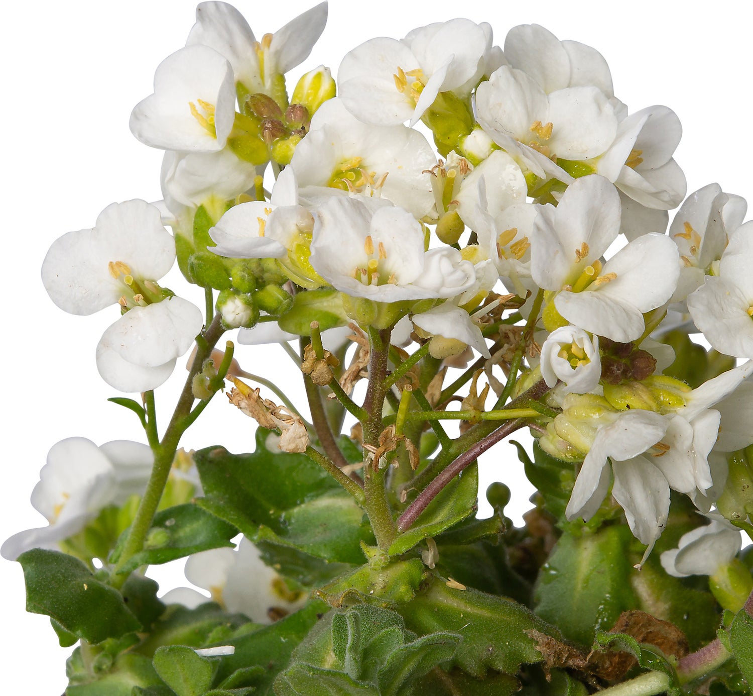 Randjesbloem (Arabis caucasica 'Schneehaube') D 9 H 10 cm