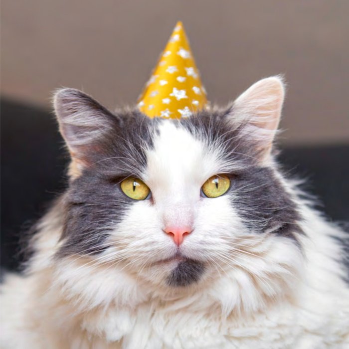 Greetz | Verjaardagskaart | kat met feesthoedje