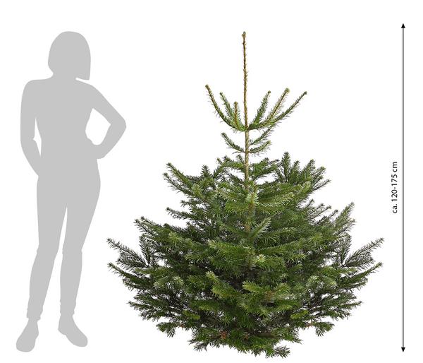 Nordmann-Tanne, ca. 120-175 cm, gesägt