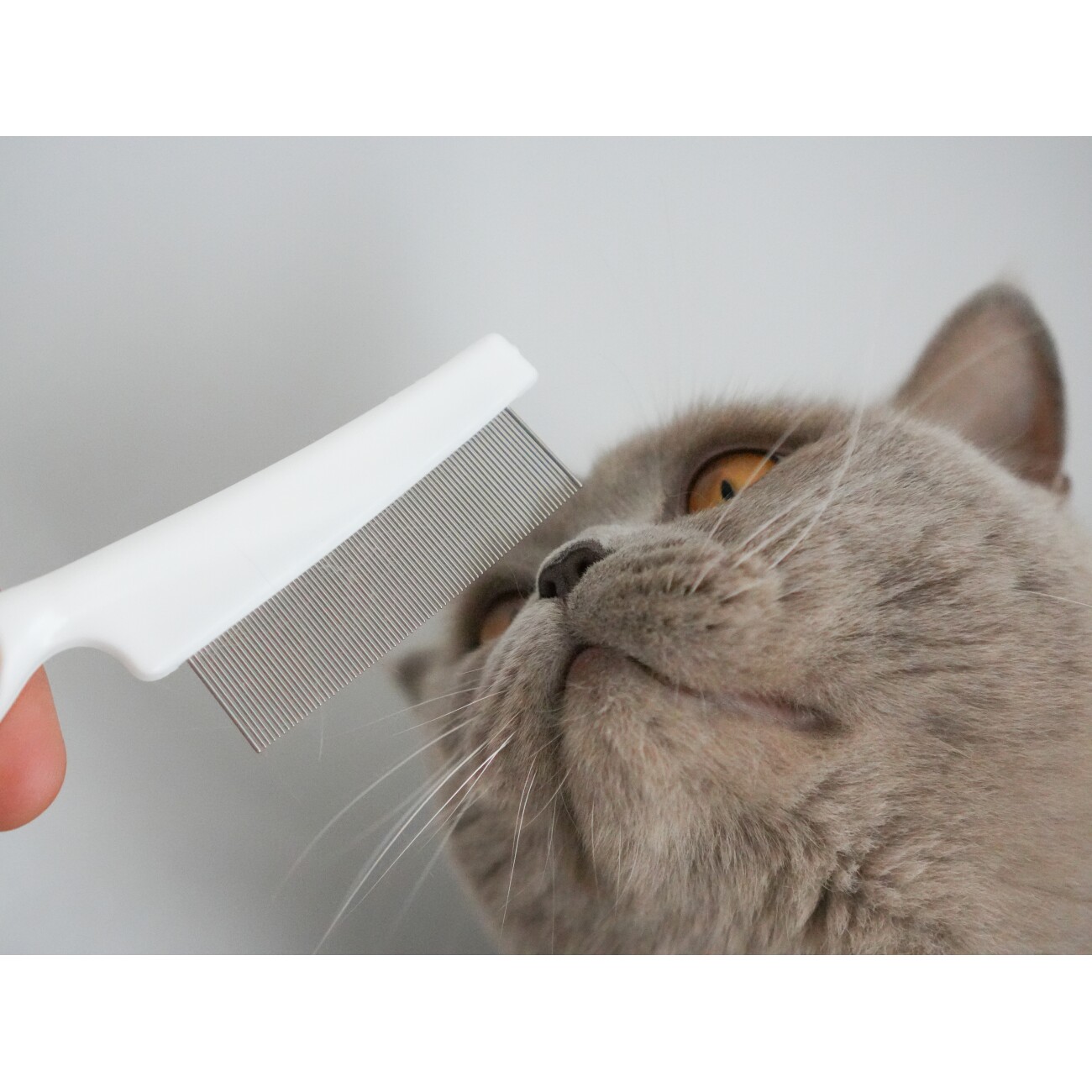 LEO LÖWENKATZ Flohkamm für die Fellpflege von Katzen. Leichte Entfernung der Katzenhaare aus dem Kamm. Kamm für Katzen
