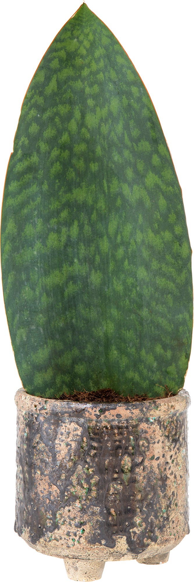 Vrouwentong (Sansevieria masoniana 'Victoria') D 17 H 60 cm