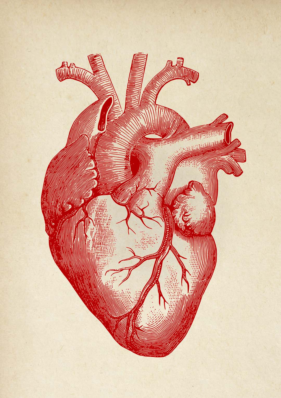 Anatomisches Herz