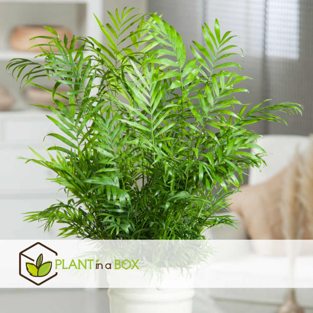 Chamaedorea elegans - palmier de salon - pot de 17cm - hauteur de 50-60cm
