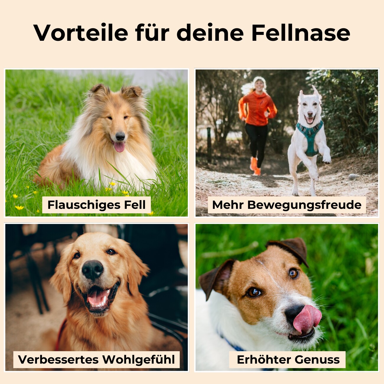 Dog-Native Wildfischöl für Hunde, natürliches Omega-3 Öl in Glasflasche mit EPA & DHA, Fischöl kein Lachsöl, Futteröl für Fell, Haut & Gelenke, Barf Zusatz mit Vitamin E, 500ml