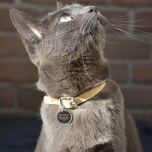 Etiqueta de identificação para cães com código QR, preta.