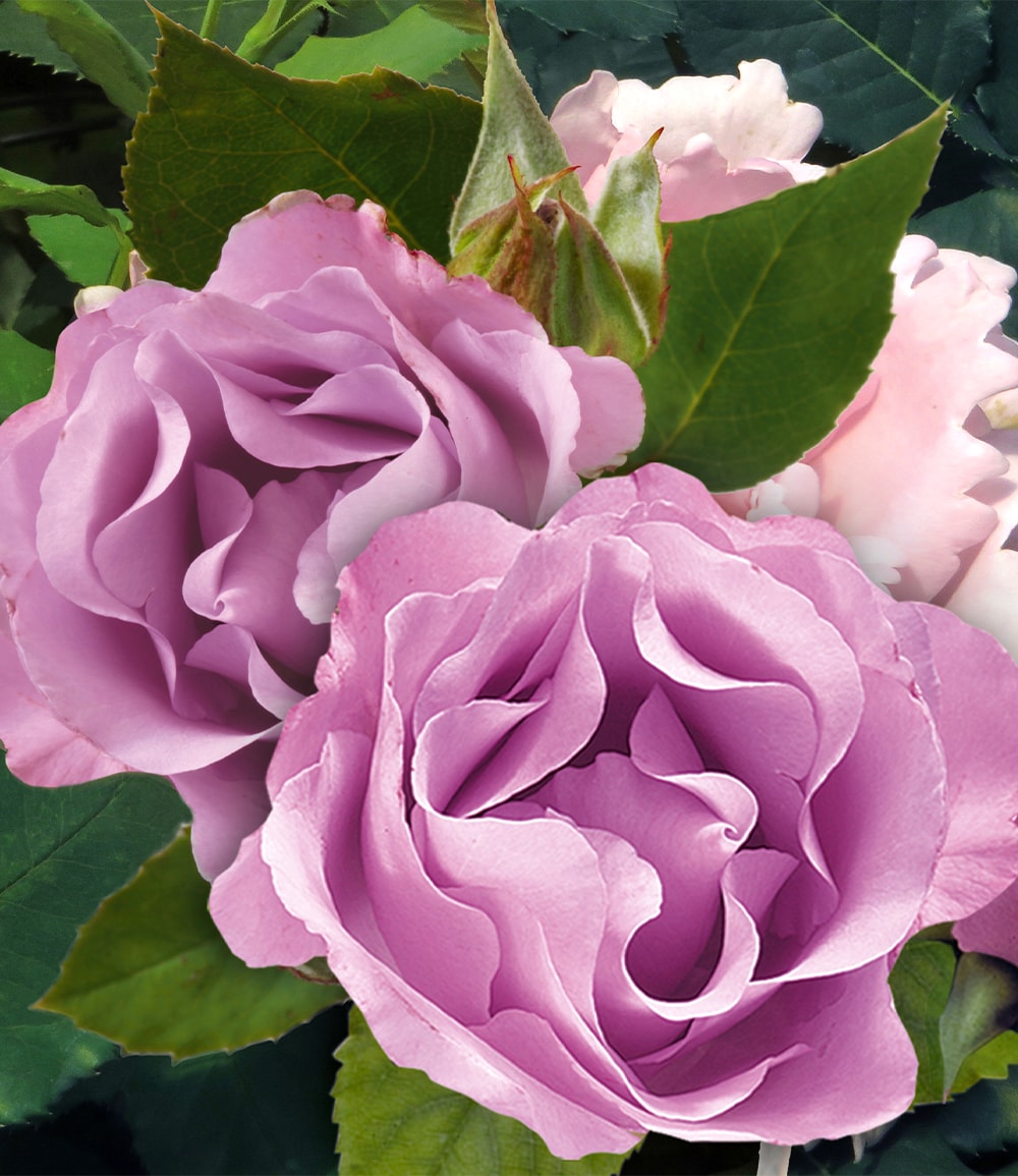 Parfum-Rose 'Dioressence®'