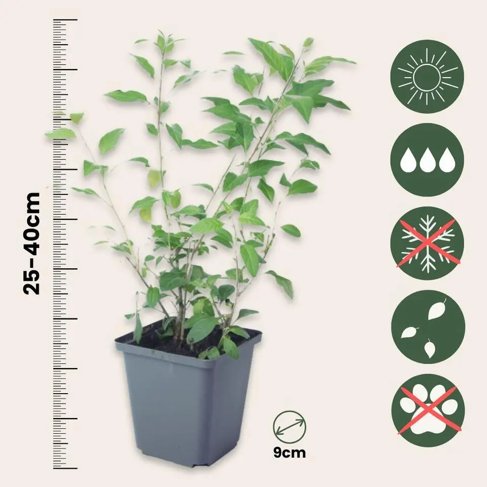 Nachtschade - Set van 3 - Lycianthes rantonnetii - Hoogte 25-40cm - ⌀9cm