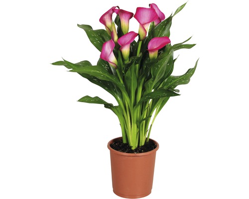 Binnen Calla FloraSelf Zantedeschia 'Zazu' H 40-45 cm Ø 13 cm pot roze