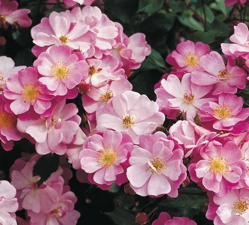 Rosa 'Lavender Dream' 3L Bunndekkerose LAVENDER DREAM Ø19 cm