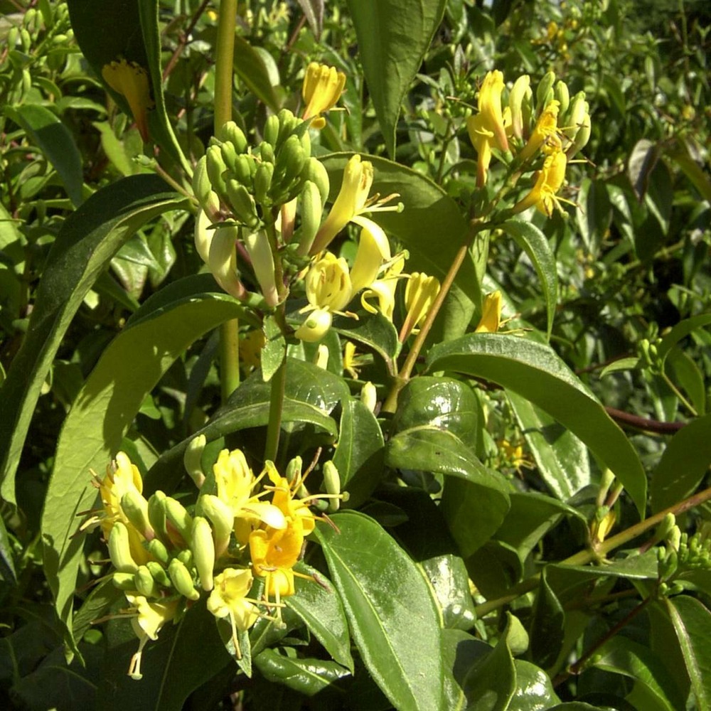 Chèvrefeuille henryi copper beauty®/lonicera henryi copper beauty®[-]pot de 13,6l - 300/400 cm sur ficelle