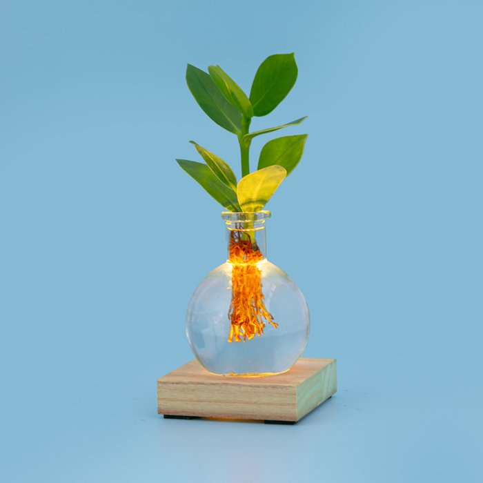 Plant | Jij bent mijn lichtpuntje