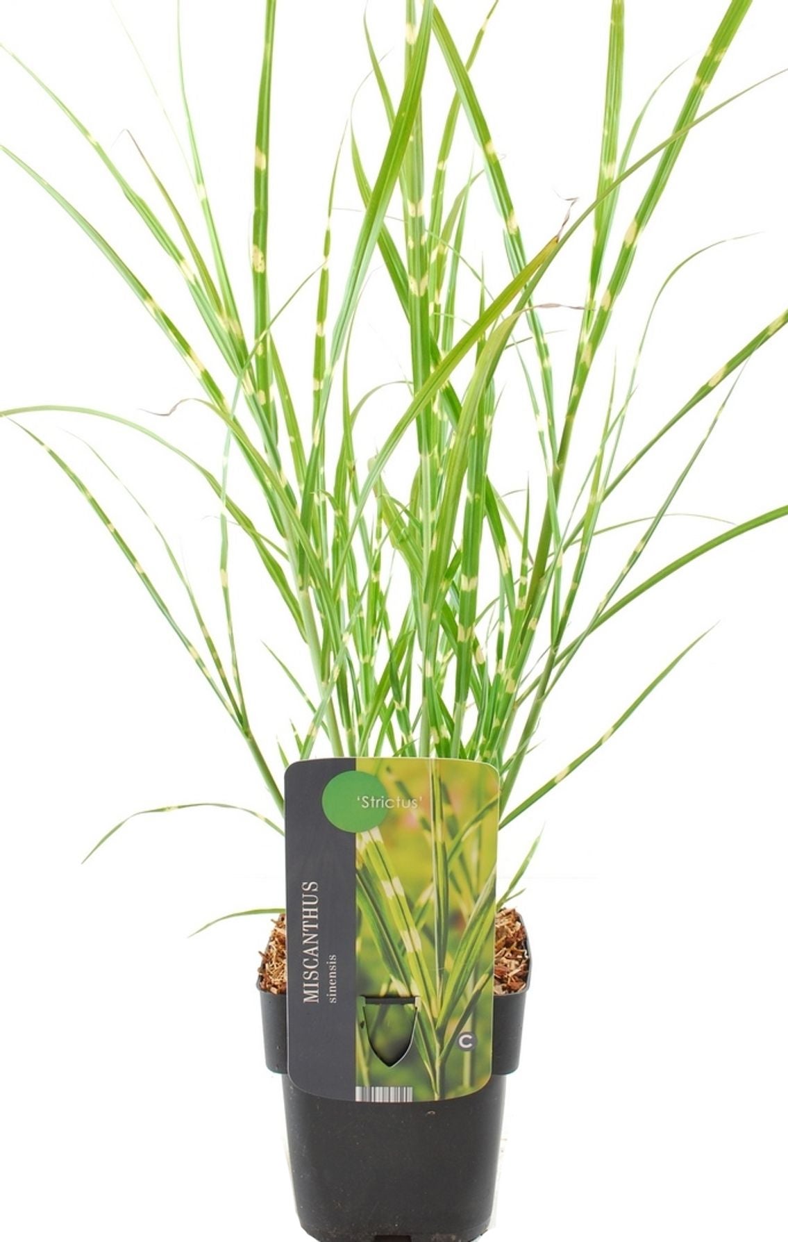 Chinees riet (Miscanthus sinensis 'Strictus') D 23 H 40 cm