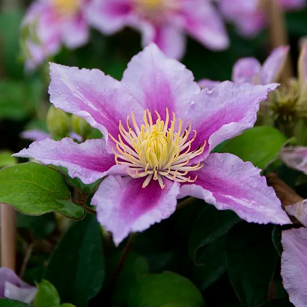 Clématite 'piilu' - clematis 1,5l