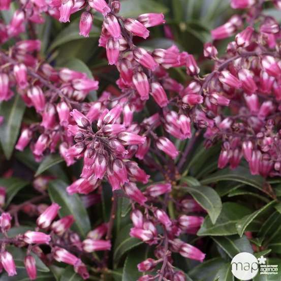 Pieris japonica ' Passion' : H. 40/50 cm ctr 6L
