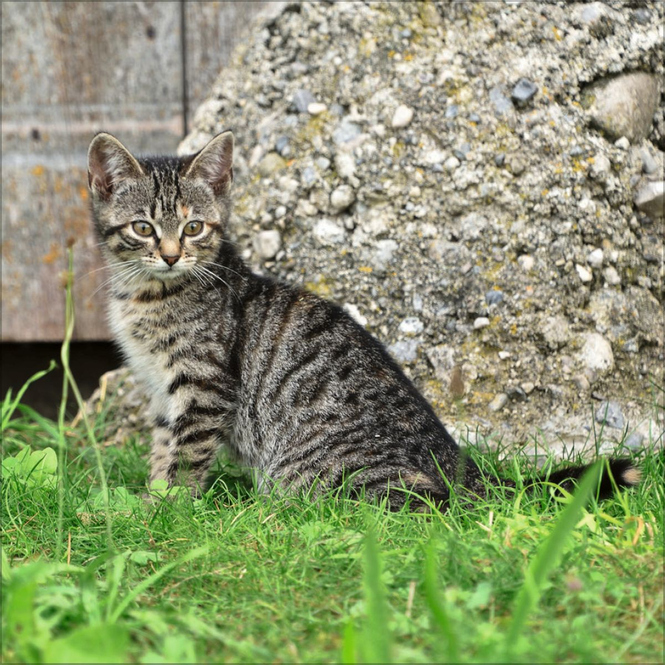 Kalender - 2025 - Cats
