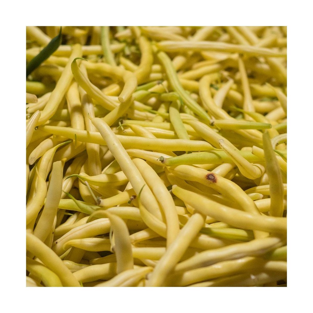 Graines de haricot nain mangetout beurre orinoco/phaseolus vulgaris nain mangetout beurre orinoco[-]sachet de 80 gr.