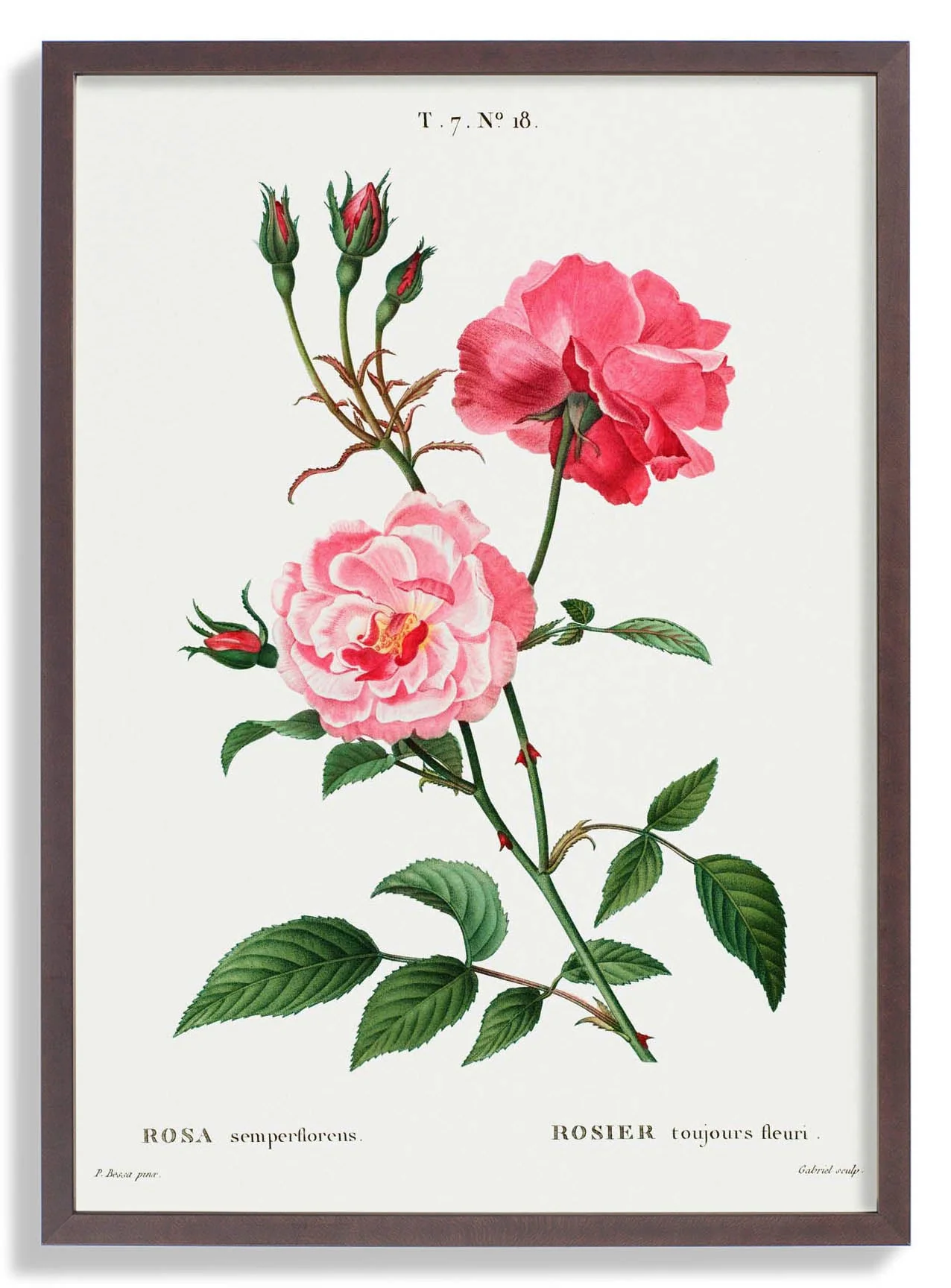 Rosa Semperfloreans