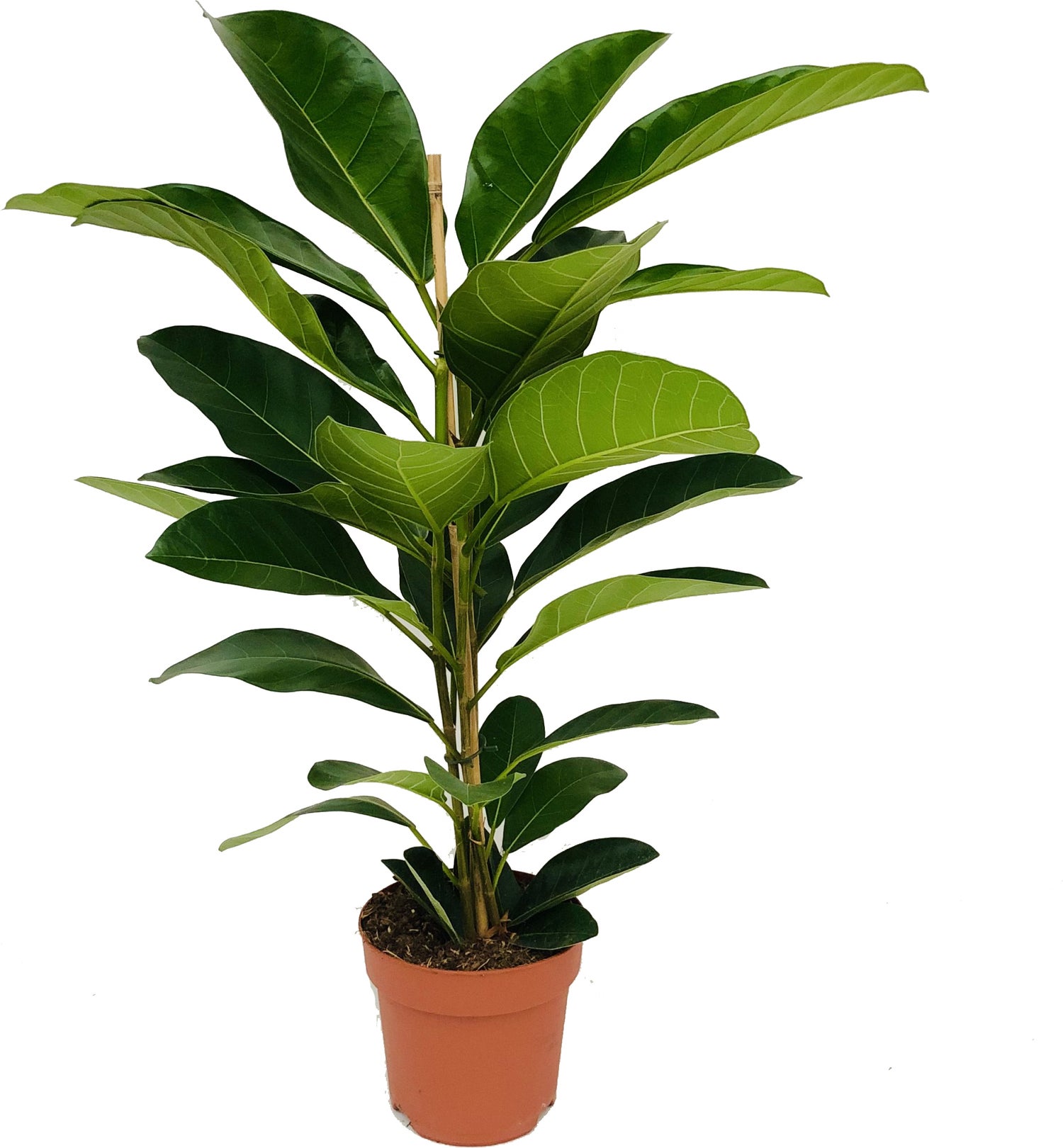 Banyanvijg (FicusÂ benghalensisÂ 'Roy') D 21 H 105 cm