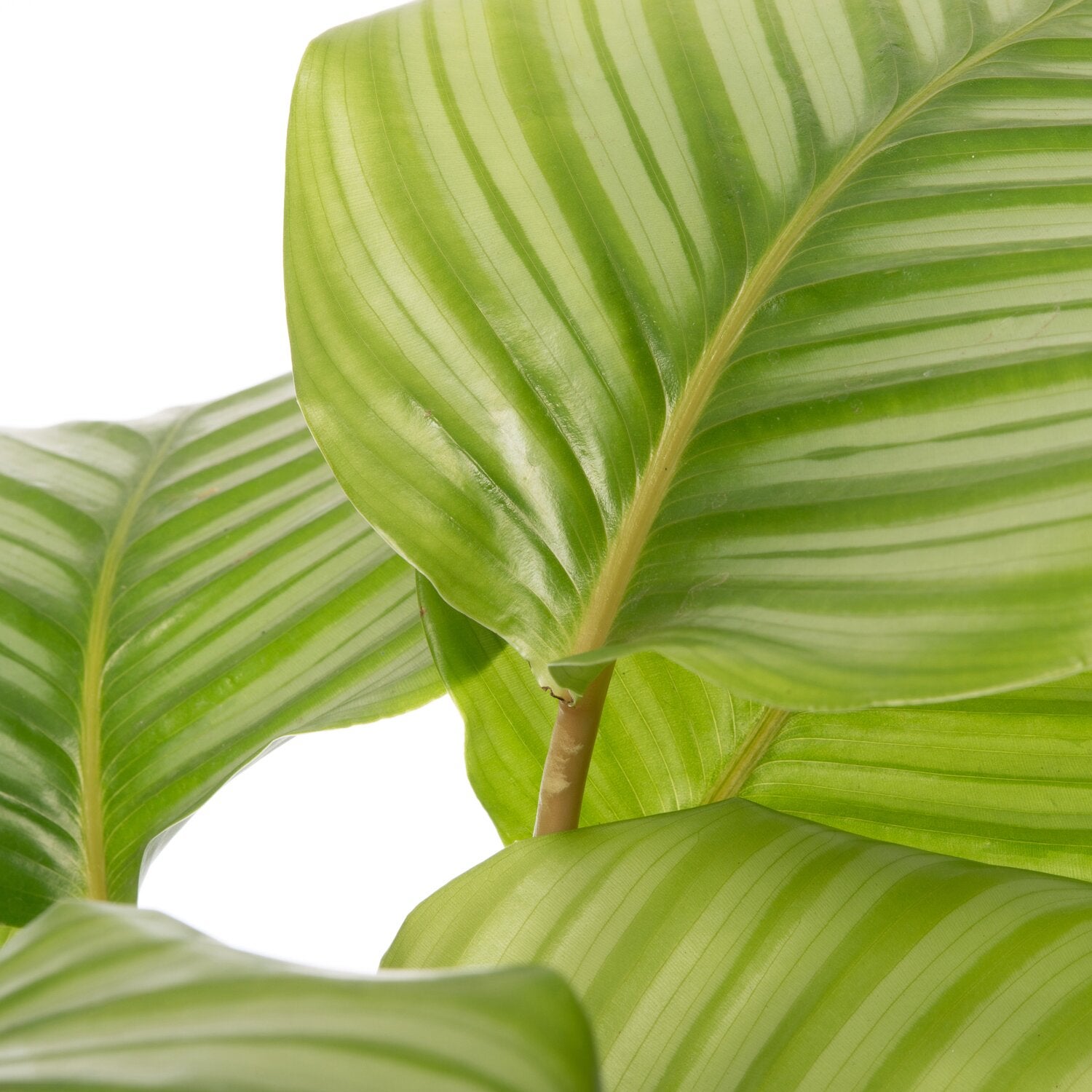 Calathea (Calathea orbifolia) D 19 H 75 cm