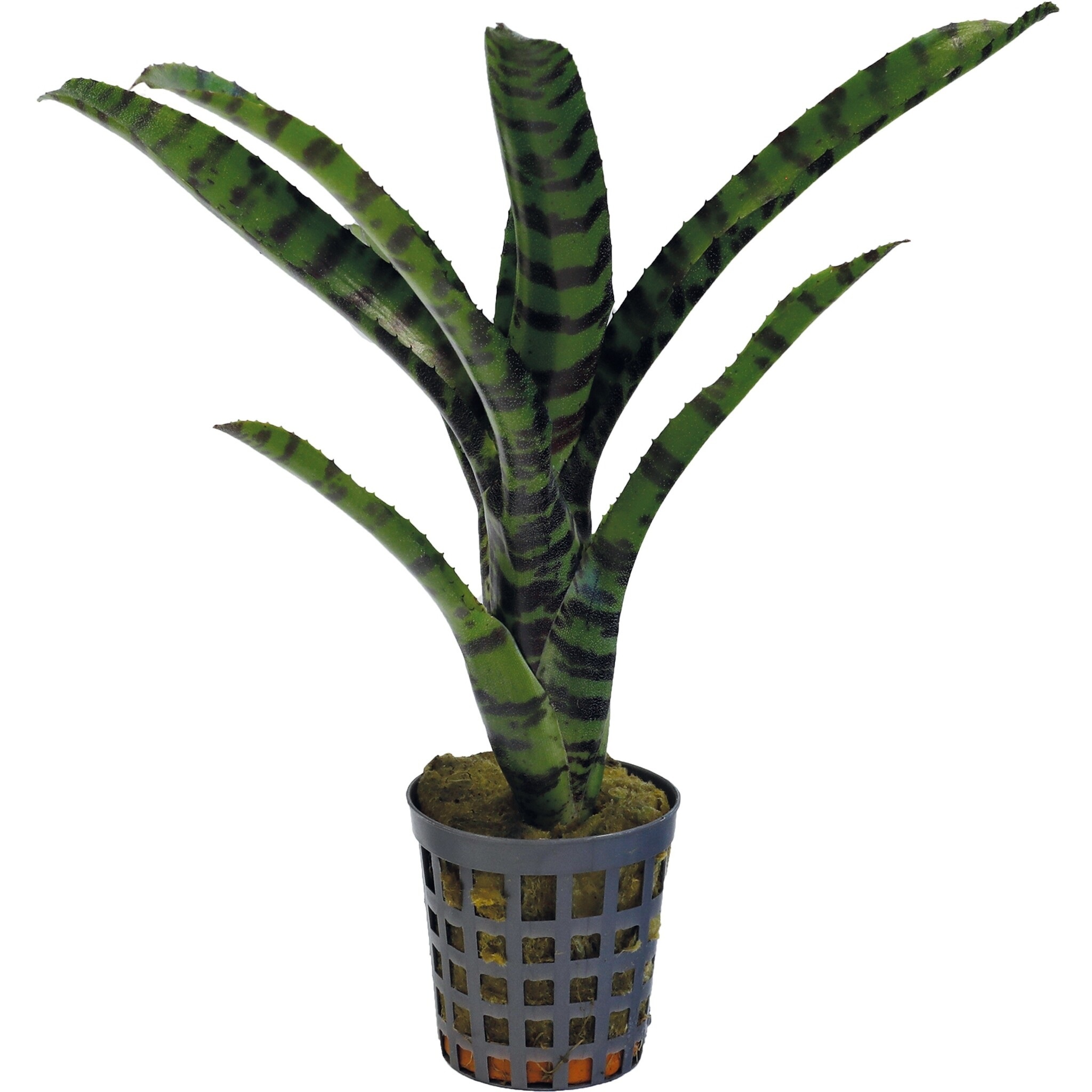 Terraplant Neoregelia Rubrifolia
