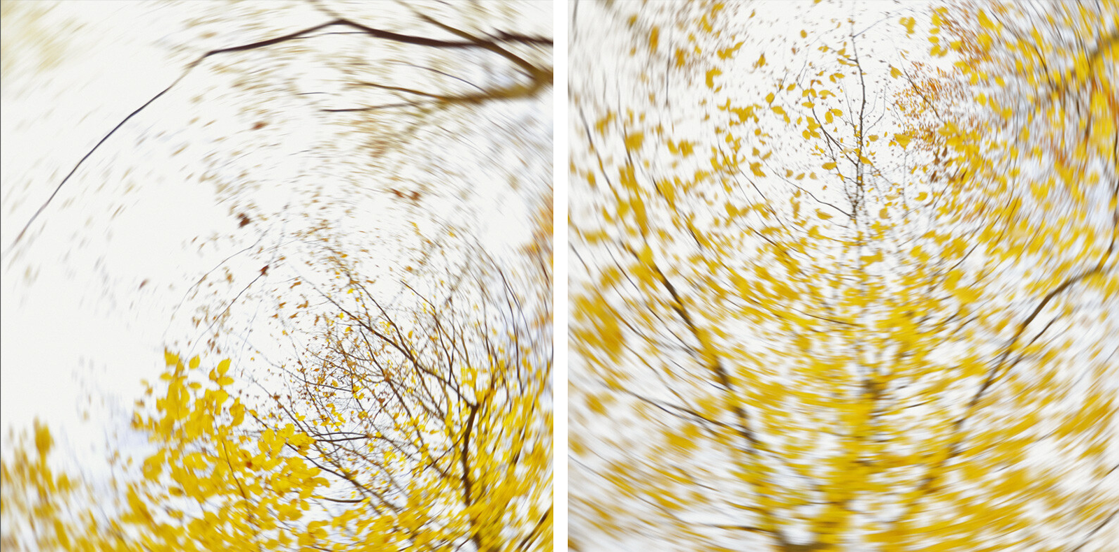 pieces of autumn II by Carolin Wolf - Limited Edition. Edition of: 100. Signed.