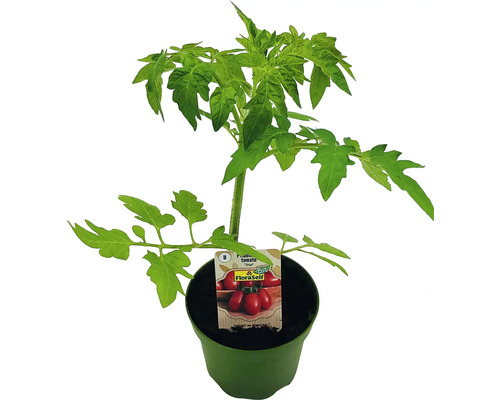 Biologische pruimtomaat FloraSelf Organic Ø 10,5 cm pot