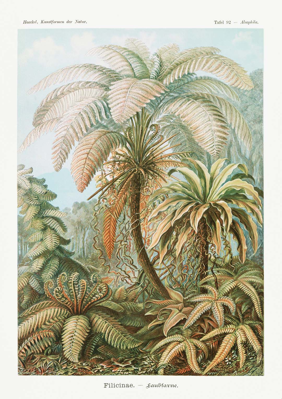 Filicinae Palmenbaum von Ernst Haeckel