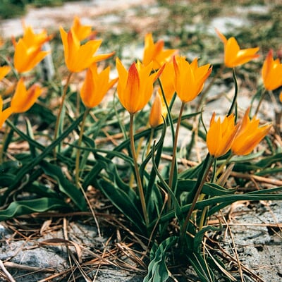 Wildtulpen-Mischung