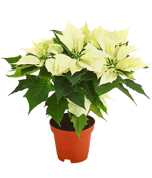Weihnachtsstern - Euphorbia pulcherrima