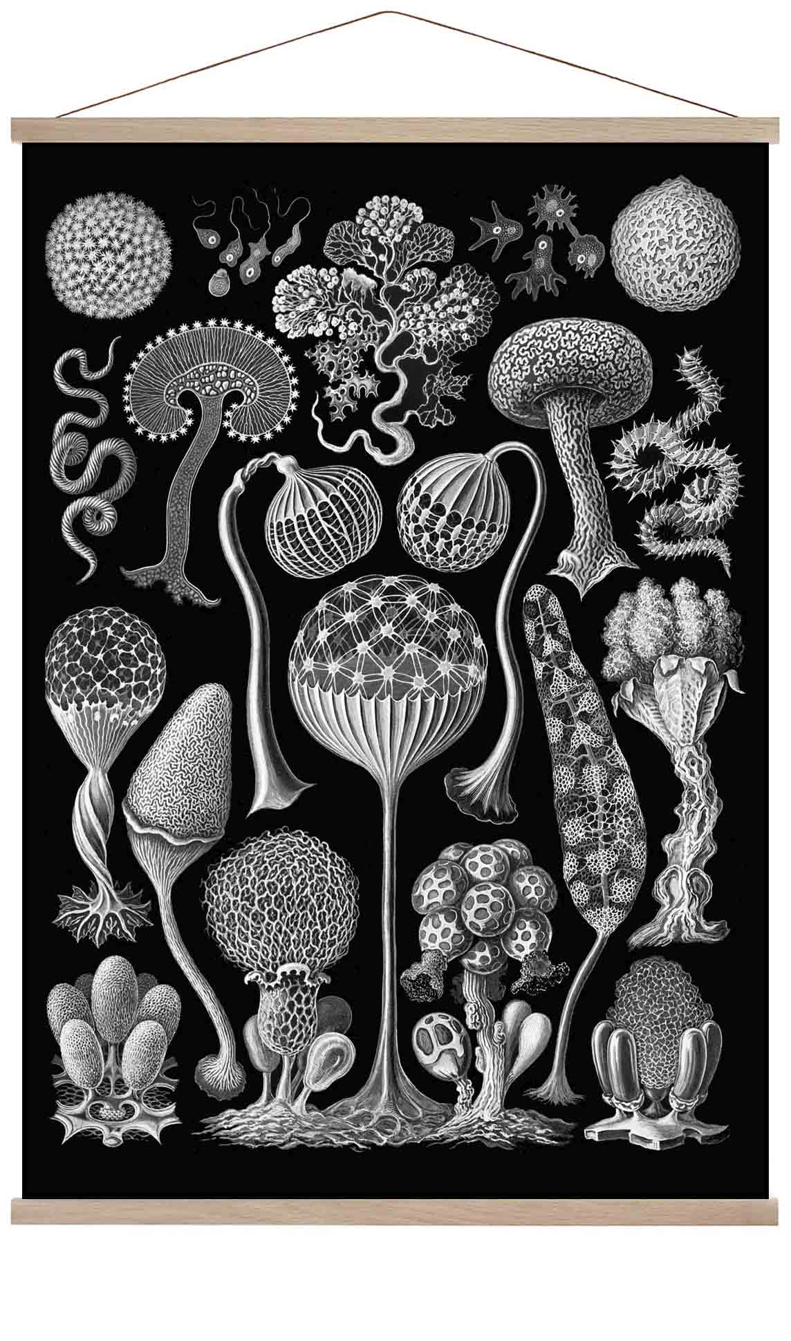 Mycetozoa von Ernest Haeckel