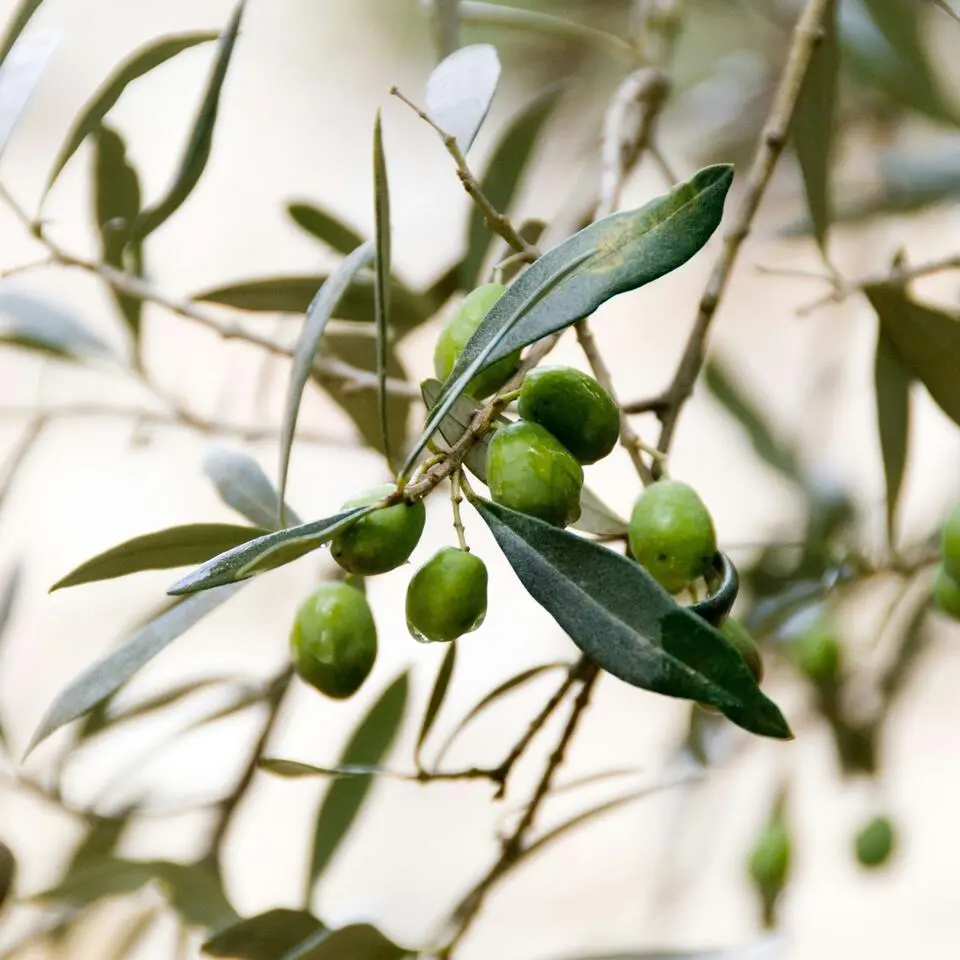 Olijfboom - Olea europaea - Hoogte 80-90cm - ⌀19cm