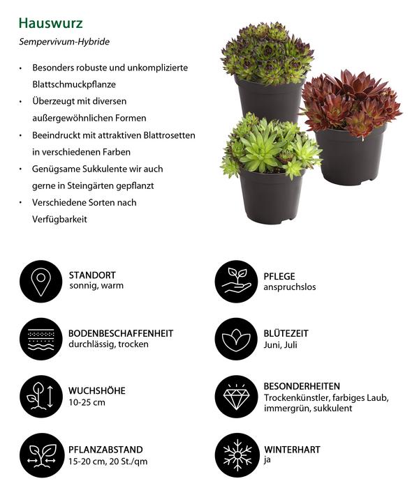 Hauswurz, verschiedene Sorten