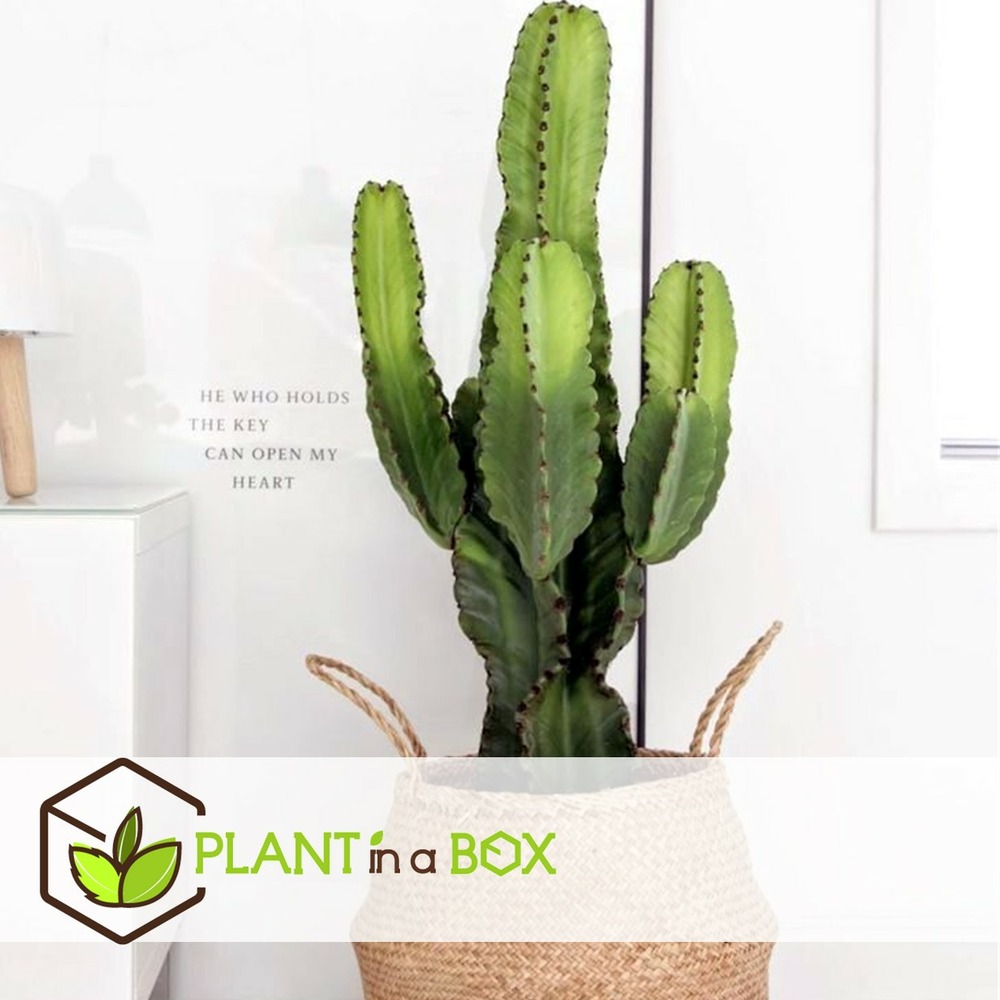Euphorbia eritrea - cowboy cactus - pot 17cm - hauteur 50-60cm