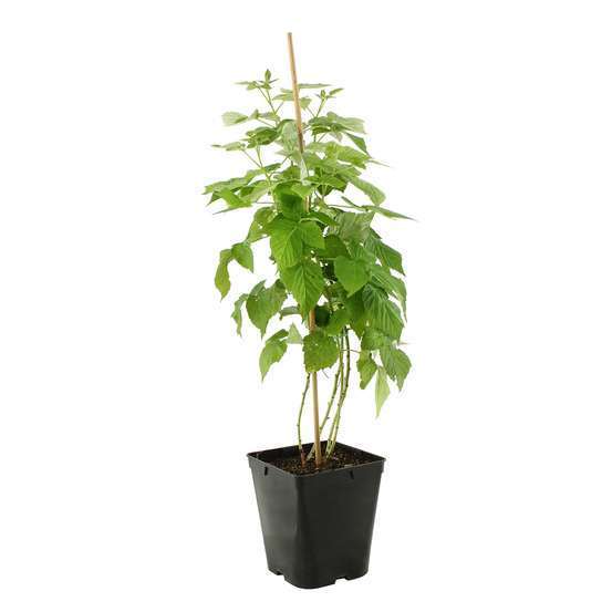 Framboisier 'Marastar®' (MA 2920) : pot de 5 litres