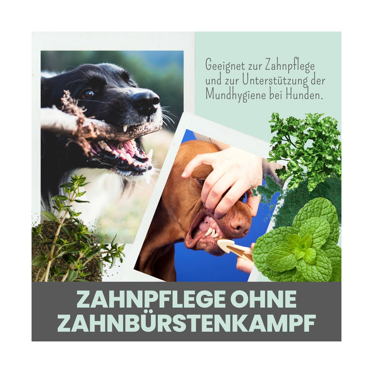 noms+ Dentalmix für Hunde zur Zahnpflege und für frischen Atem 150g
