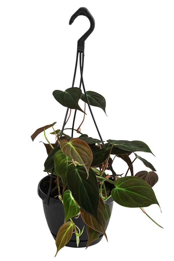 Baumfreund - Philodendron scandens 'Micans'