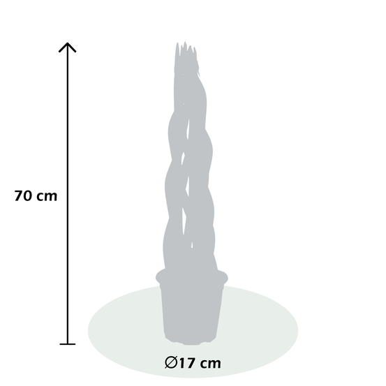 Sanseveria cylindrica Tower - pot D17cm