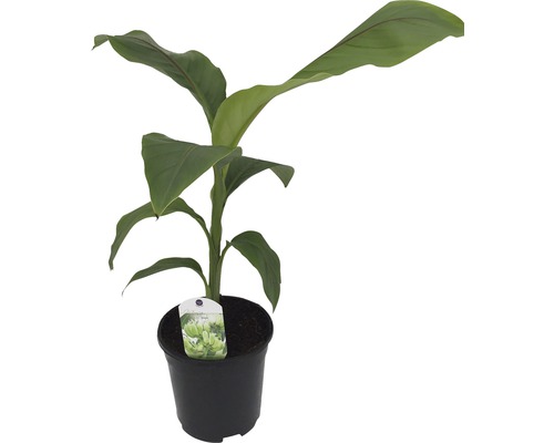 Sierbanaan FloraSelf Musa basjoo H 25-30 cm Ø 17 cm pot