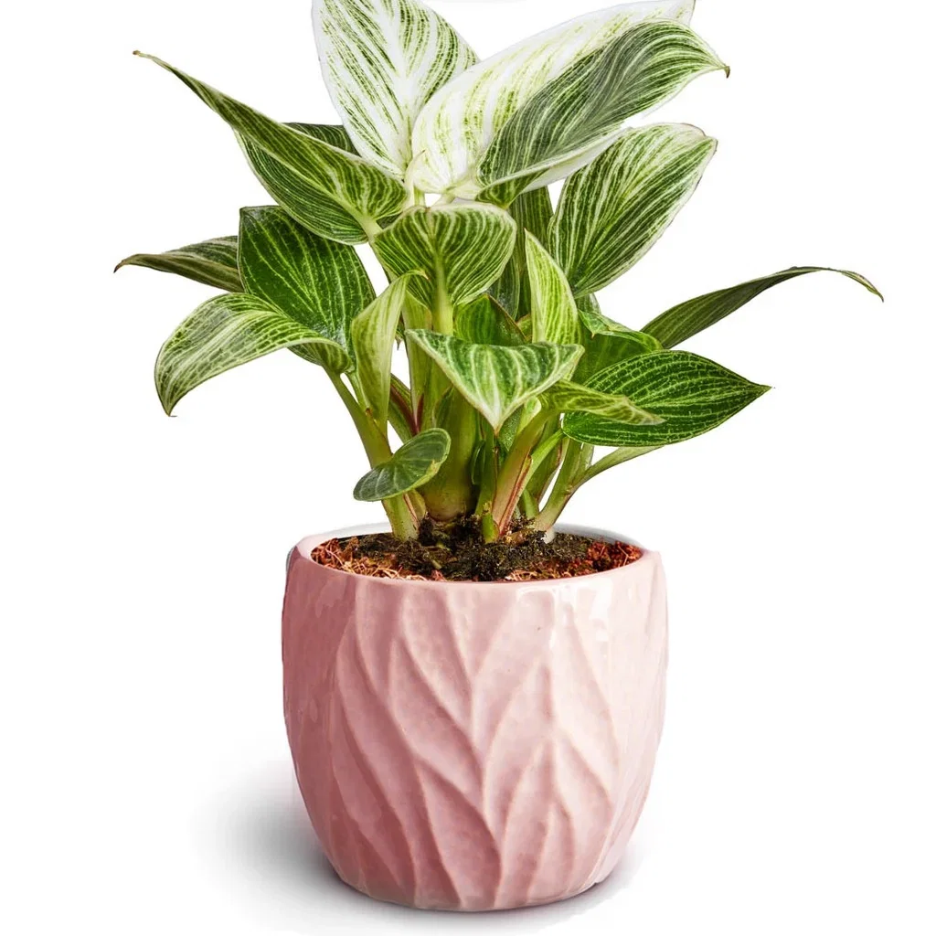 Philodendron, Goeppertia sp. Grønn plante i potte Høyde 15 cm