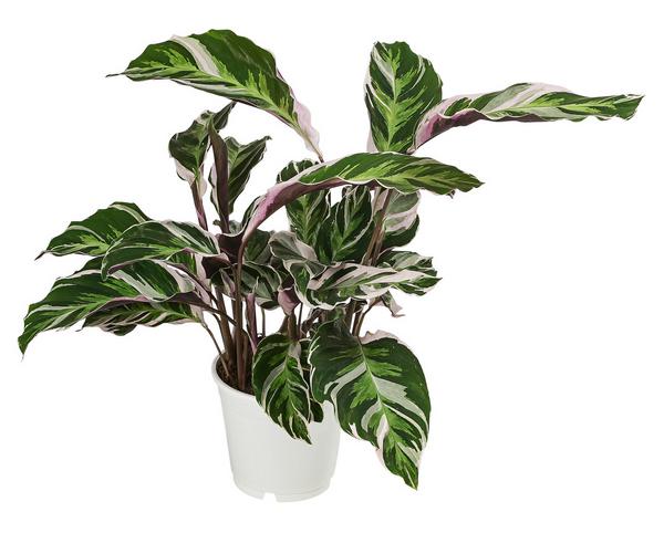 Korbmarante - Calathea cultivars 'White
