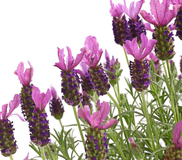 Schopf-Lavendel, Stämmchen