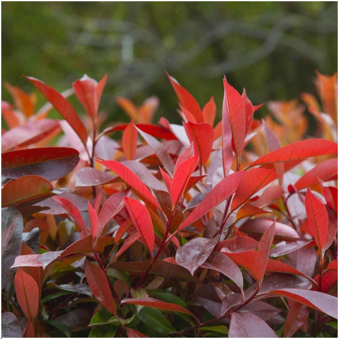 Photinia fraseri 'red robin' - lot de 6