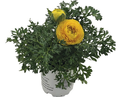Ranunculus (Ranunculus) Ø 11 cm pot assorti