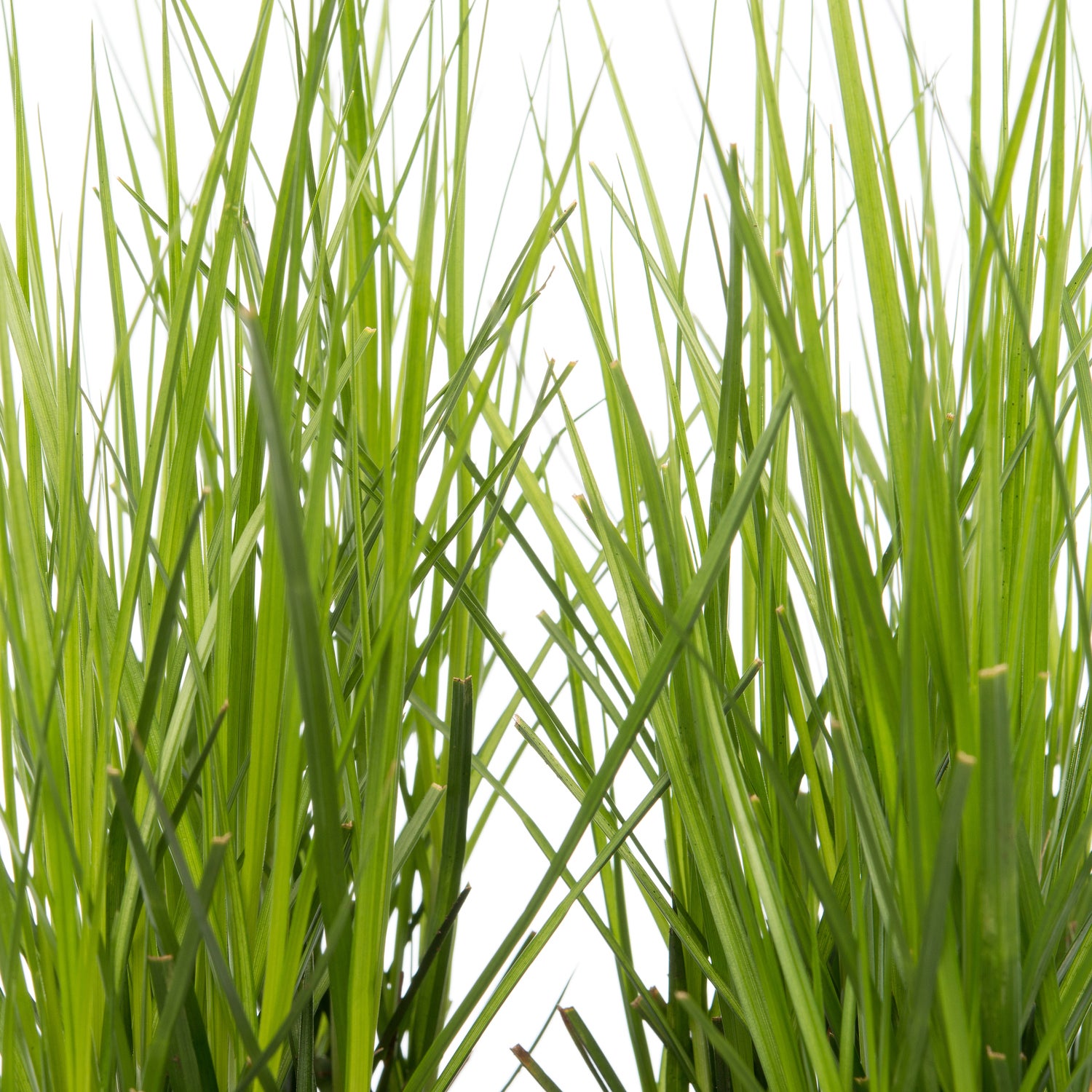 Parapluzegge (Carex muskingumensis) D 18 H 30 cm